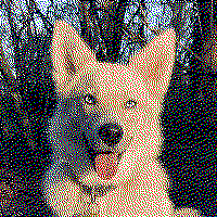 dog image dithered to just 5 colors