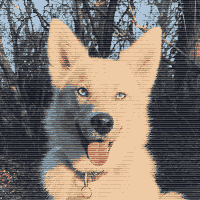 dog image reduced to 12 colors and dithered