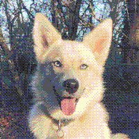 dog image reduced to 64 colors and dithered