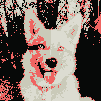 dog image dithered to match the colors of this website